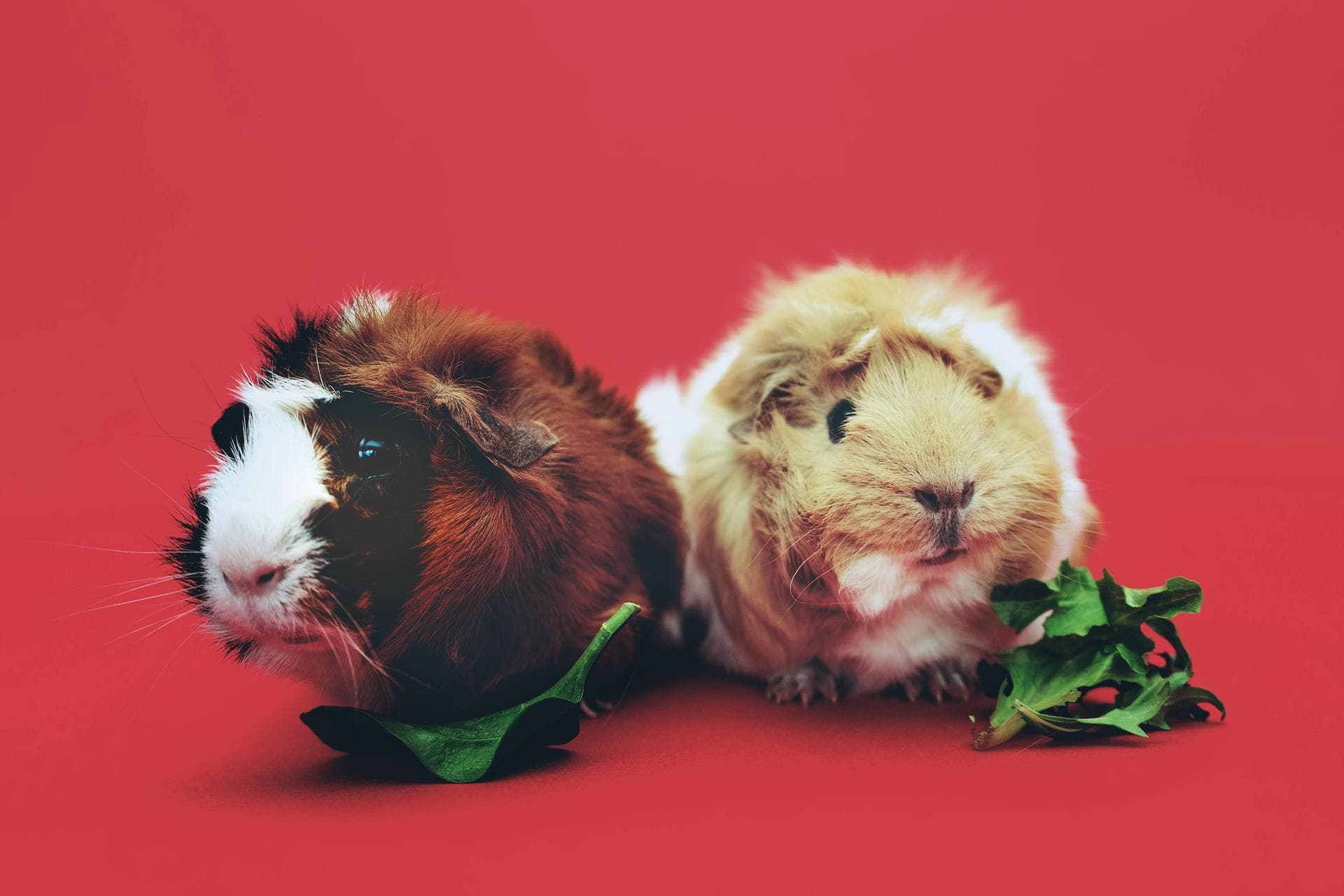 Vet Consultation Prices in Bromley