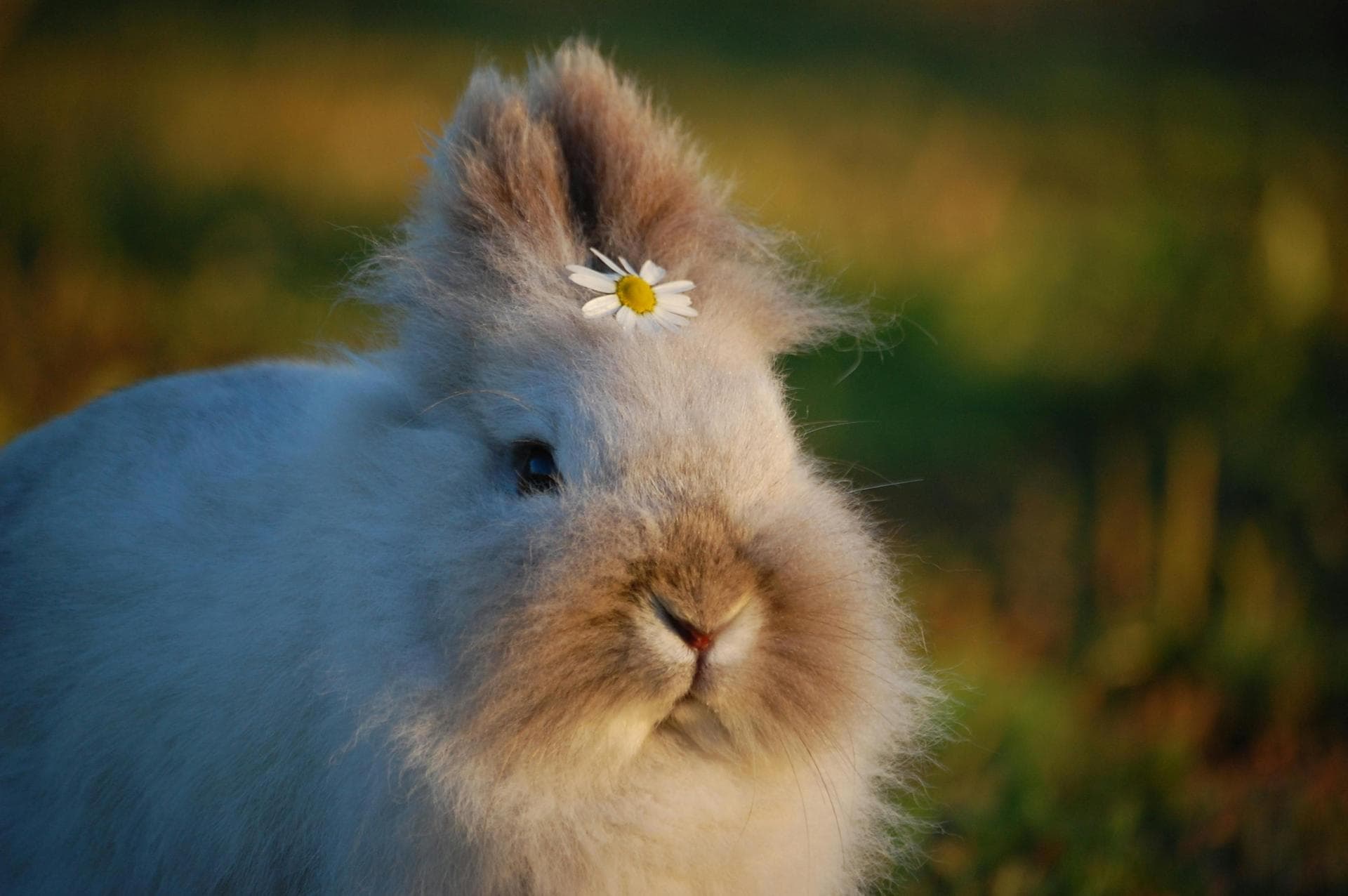 Keyhole Spay Prices in Bromley