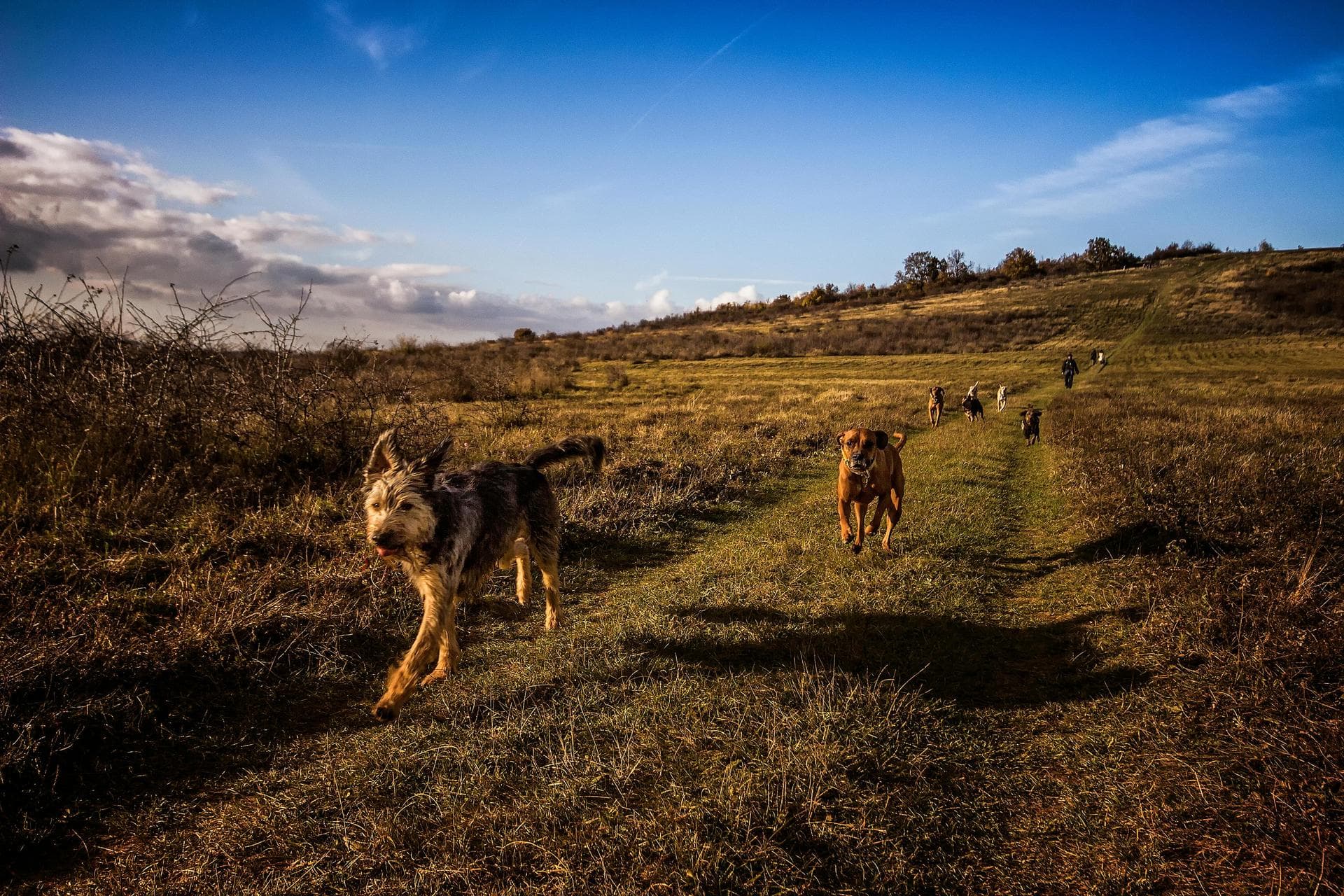 Keyhole Spay Prices in Bromley