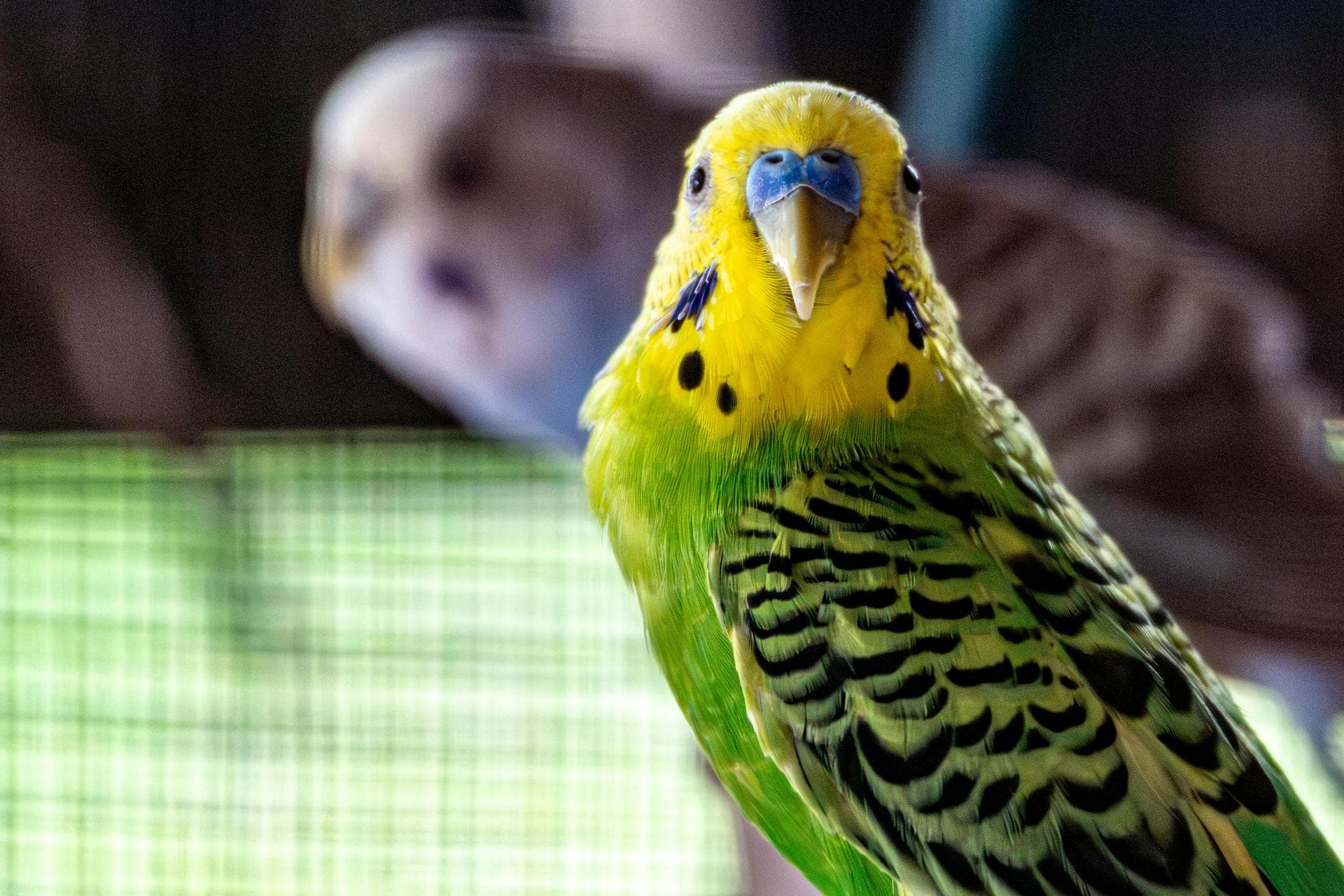 Emergency Vets in Bromley