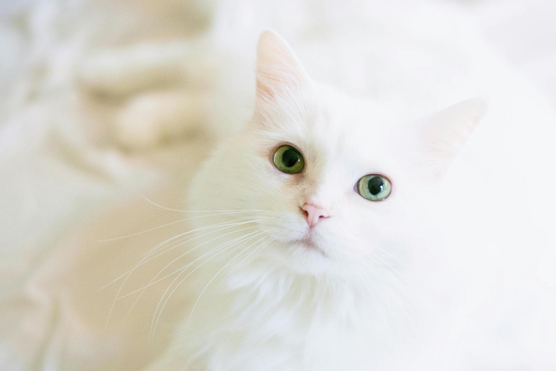 Cat Spay Castrate Neutering Prices in Bromley