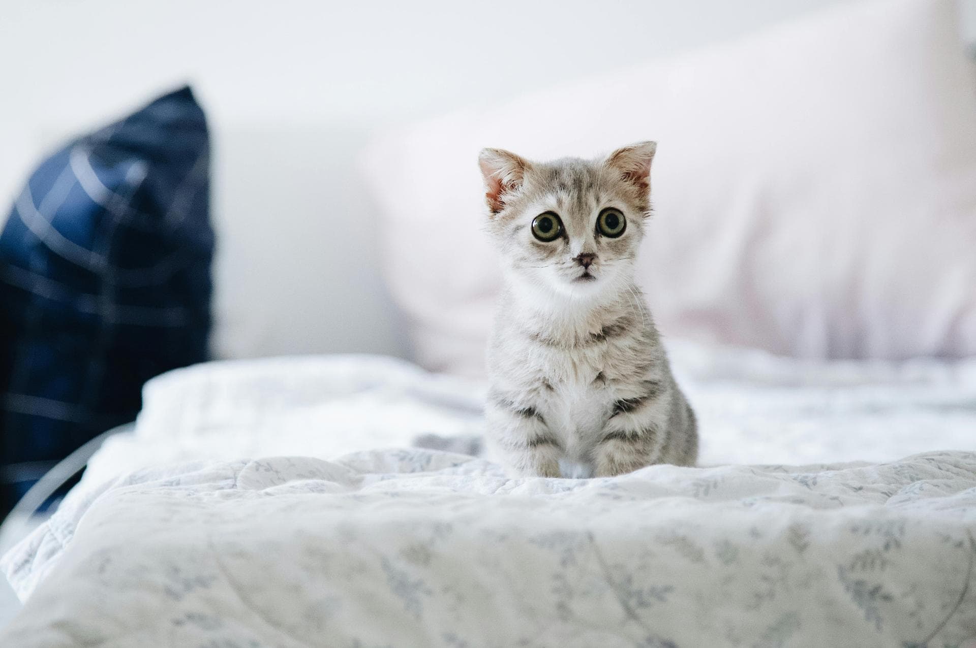 Cat Spaying Prices in Bromley