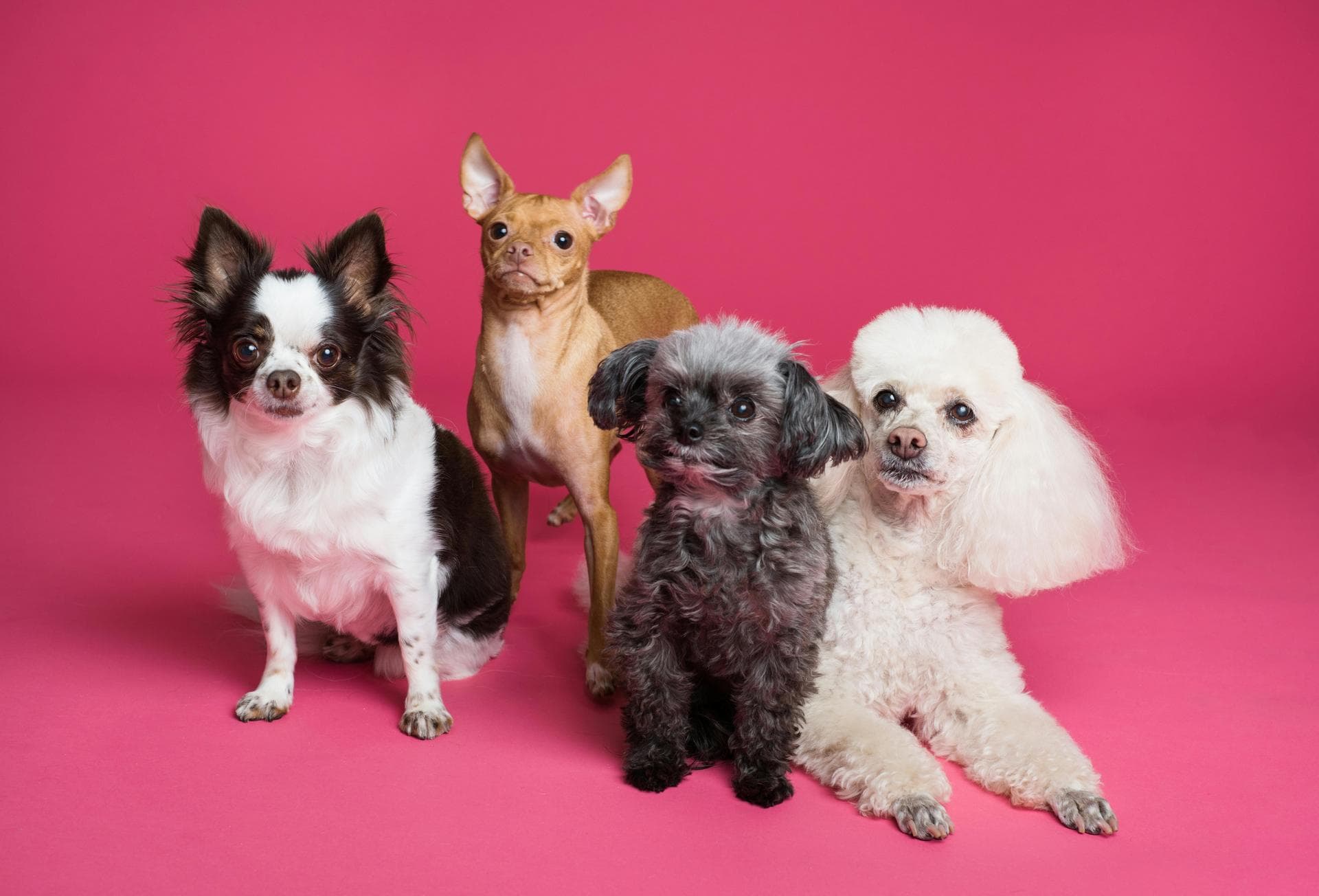 Vet Prices in Bromley