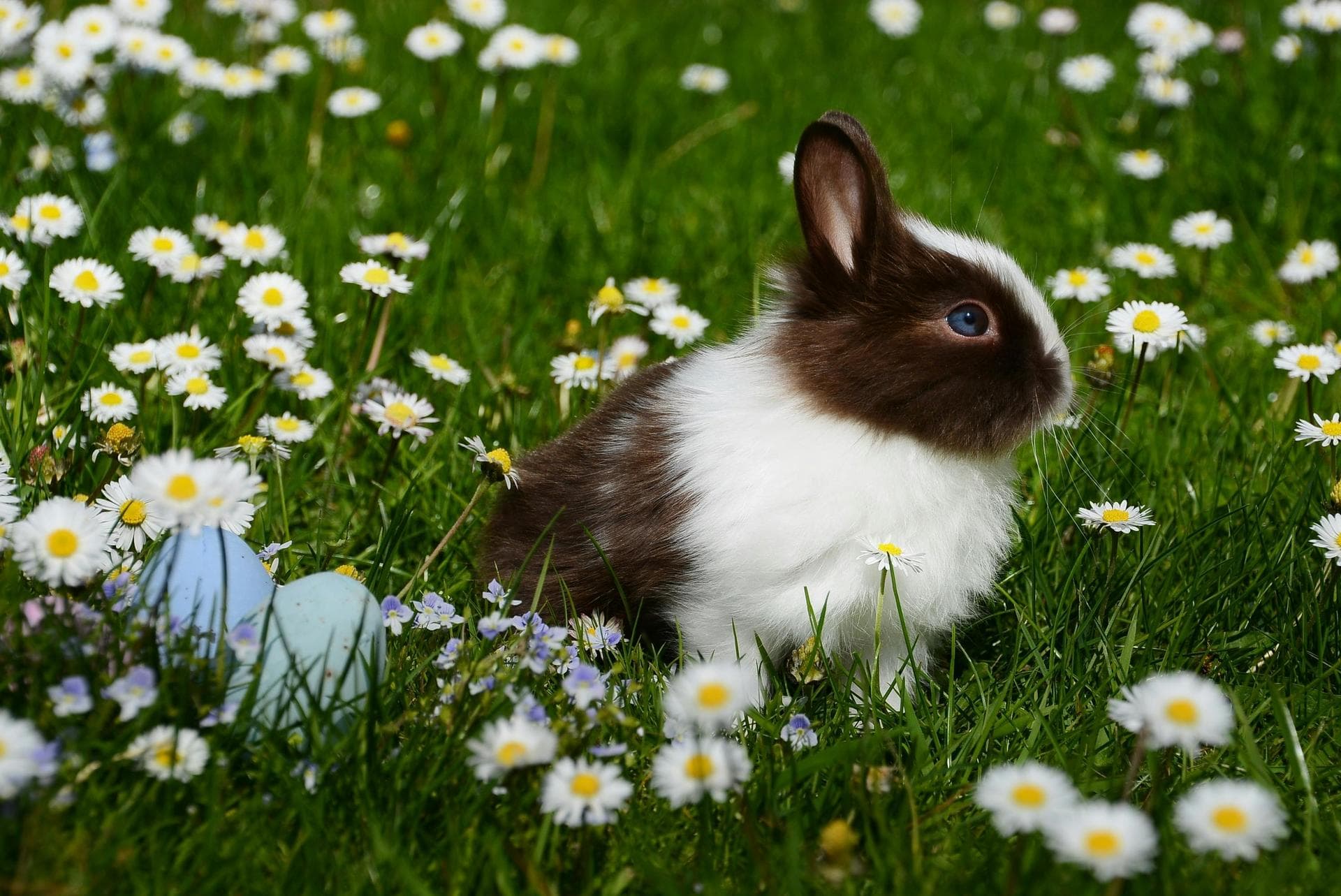 Vet Prices in Bromley
