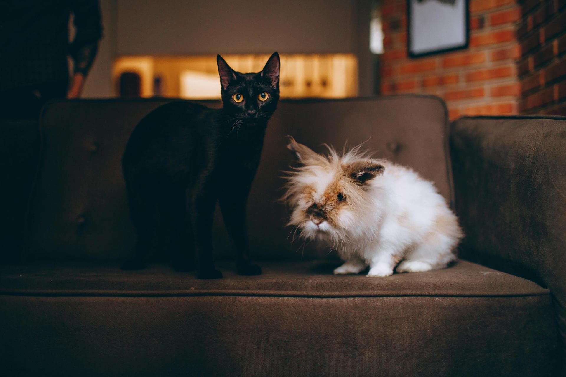 Cat Kitten Vaccinations Feline Leukaemia Prices in Bromley