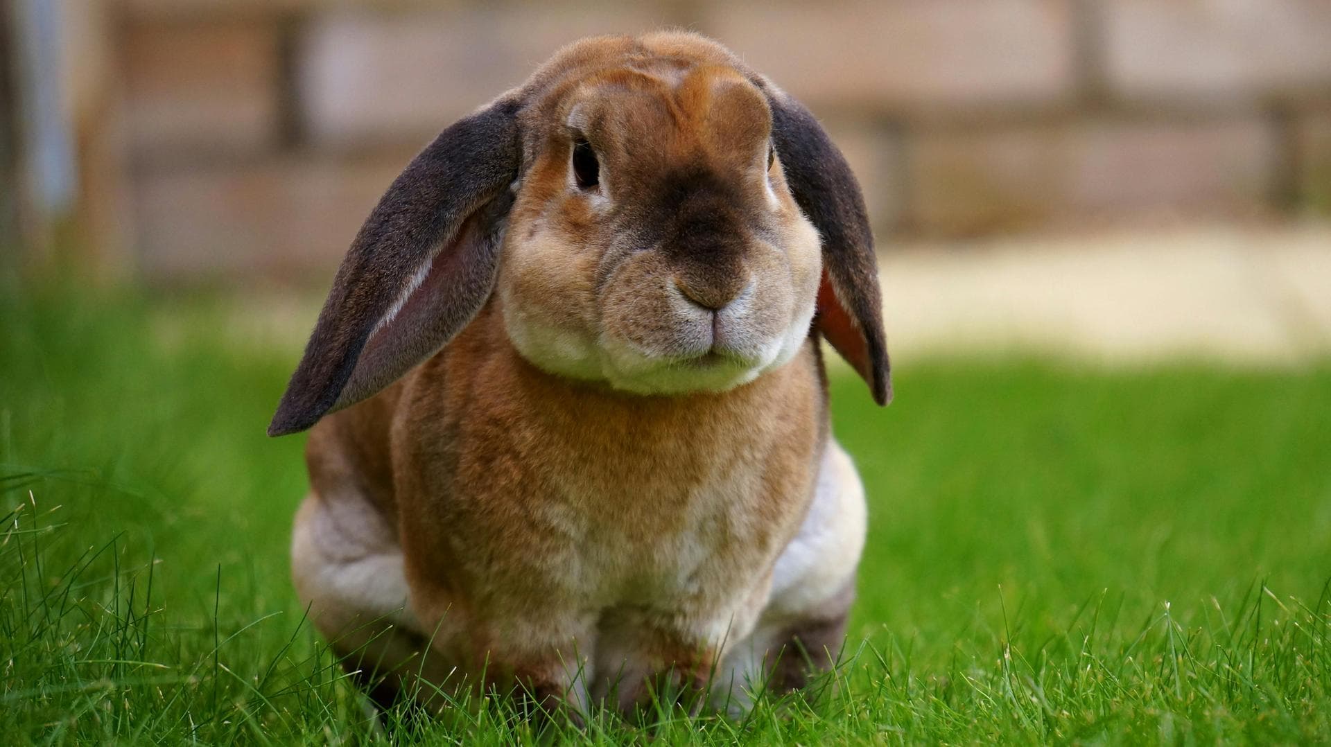 Pet Microchipping Prices in Bromley