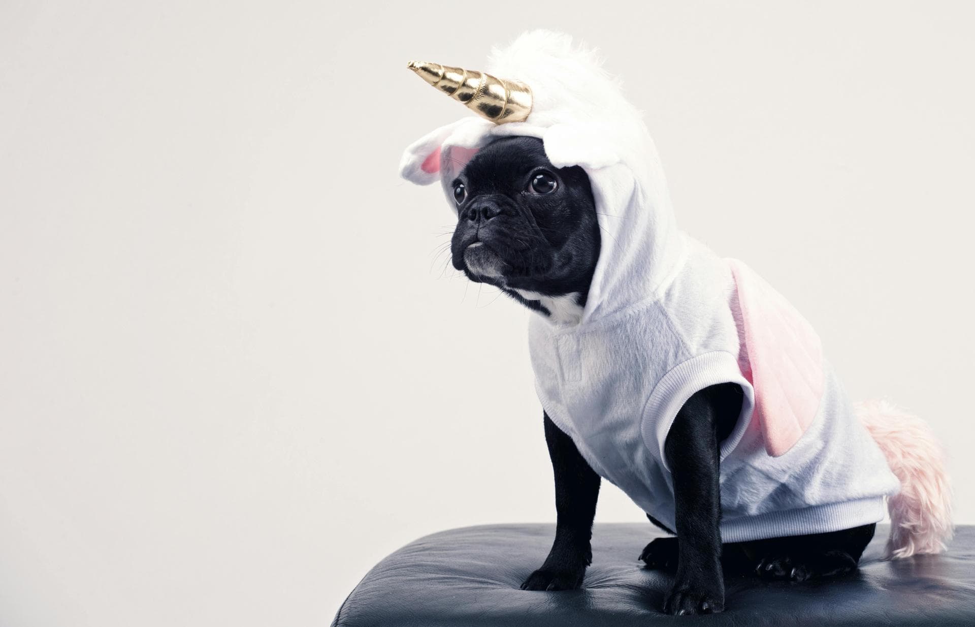 Dog Spay Castrate Neutering Prices in Bromley