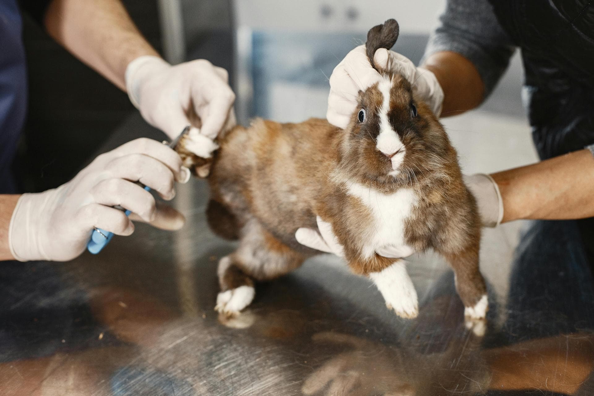 Follow-up Vet Appointment Prices in Bromley